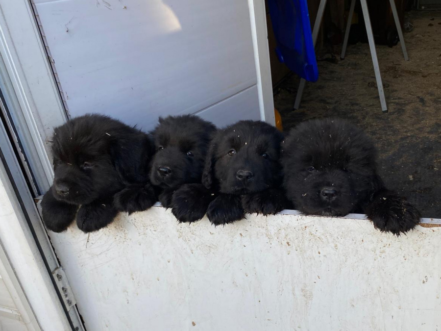 Beautiful Newfoundland puppies in Galway 6